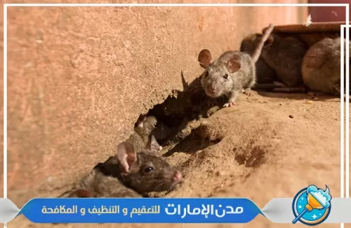 مكافحة الفئرانوالقوارض من الفلل والحدائق في الفجيرة