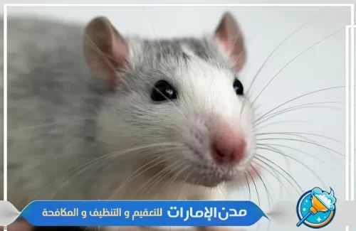 مكافحة الفئران والقوارض من المنازل في راس الخيمة
