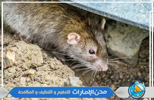 مكافحة الفئران في ام القيوين