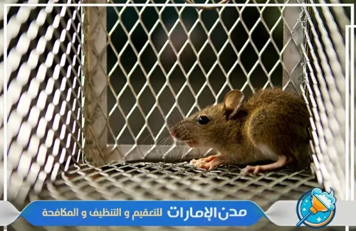مكافحة الفئران والقوارض من الفلل في راس الخيمة