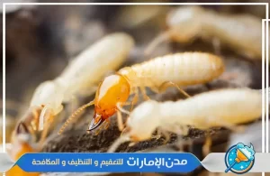 شركة مكافحة النمل الأبيض في الفجيرة