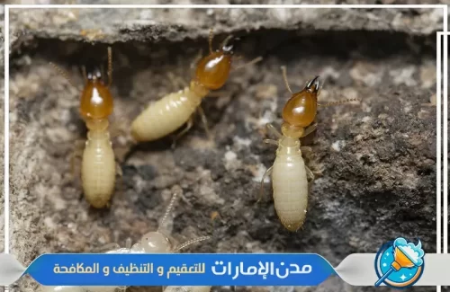 مكافحة النمل الأبيض في راس الخيمة