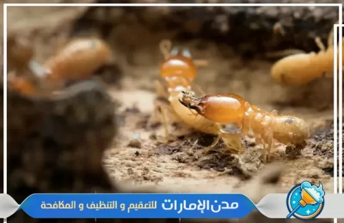 شركة مكافحة النمل الأبيض في ام القيوين