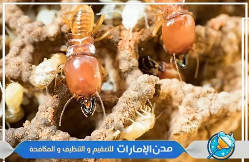 مكافحة النمل الأبيض في الفجيرة مكافحة النمل الأبيض في الفجيرة
