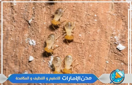 مكافحة النمل الأبيض في راس الخيمة