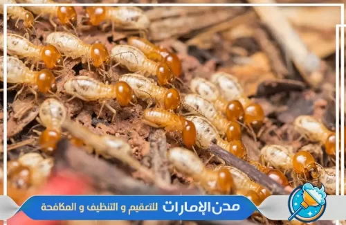 مكافحة النمل الأبيض في ام القيوين