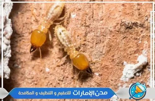 رش مبيدات لمكافحة النمل الأبيض رش مبيدات لمكافحة النمل الأبيض