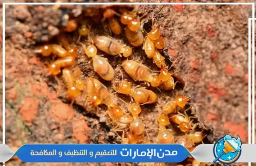مكافحة النحل الأبيض من المنازل في راس الخيمة