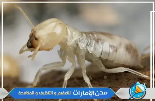 رش مبيدات للقضاء علي النمل الأبيض في ام القيوين