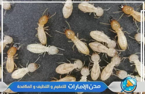 مكافحة النمل الأبيض من المنازل في الفجيرة مكافحة النمل الأبيض من المنازل في الفجيرة