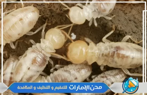 مكافحة النحل الأبيض من الفلل في راس الخيمة