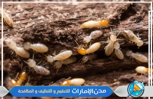 مكافحت الاماكن التي يتجمع بها النمل الأبيض في ام القيوين
