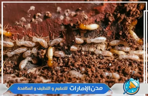 رش مبيدات لمكافحة النمل الأبيض من الفلل في الفجيرة رش مبيدات لمكافحة النمل الأبيض من الفلل في الفجيرة