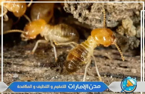 مبيدات آمنة لمكافحة النمل الأبيض في راس الخيمة