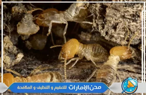 مكافحة النمل الأبيض الموجود في المنازل في ام القيوين