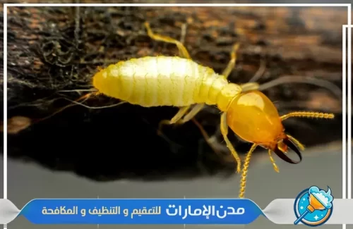 مكافحة النمل الأبيض من الحدائق في الفجيرة مكافحة النمل الأبيض من الحدائق في الفجيرة