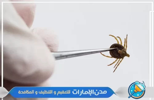مكافحة حشرة القراد في عجمان