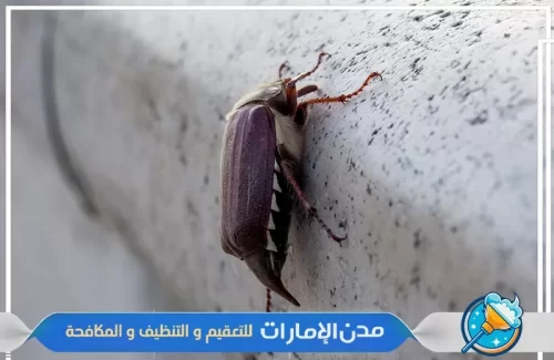 مكافحة شركة القراد في ام القيوين