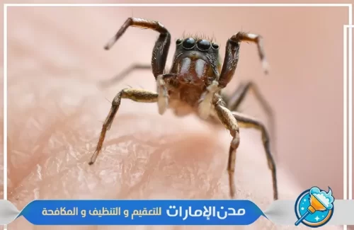 شركة رش حشرات القراد في عجمان