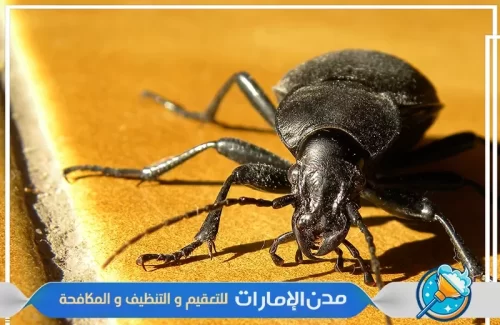 رش حشره القراد في ام القيوين