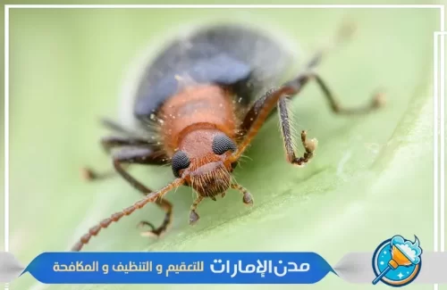 أرخص شركة مكافحة حشرة القراد في عجمان