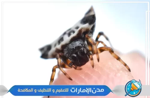 مكافحة القراد من ميع اركان المنزل في ام القيوين