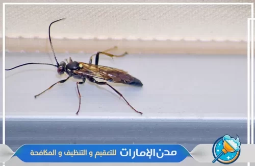 تنظيف وتعقيم المنزل من حشرة القراد في ام القيوين