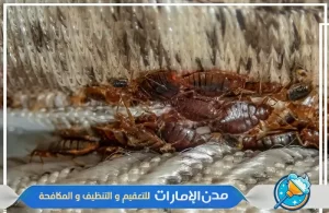 شركة مكافحة بق الفراش في ام القيوين