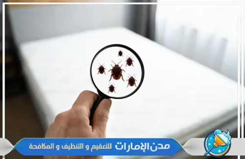 رش المراتب من حشرة بق الفراش في الفجيرة رش المراتب من حشرة بق الفراش في الفجيرة