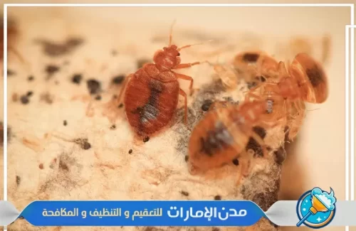 مكافحة بق الفراش في راس الخيمة