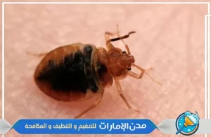 شركة مكافحة بق الفراش في عجمان