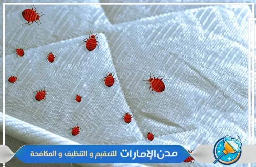 مكافحة بق الفراش في ام القيوين