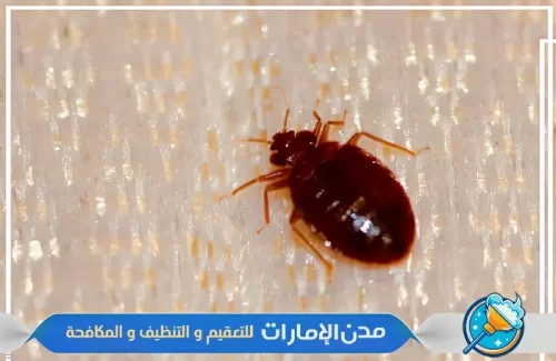 مكافحة بق الفراش في الفجيرة