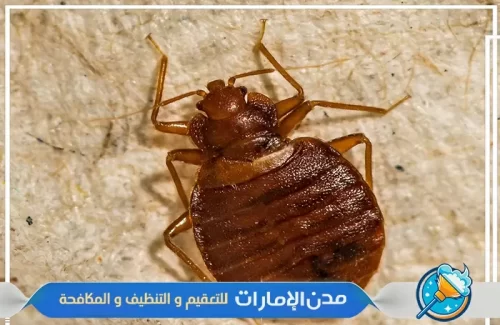 مكافحة بق الفراش في راس الخيمة