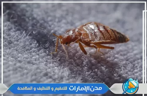 مكافحة بق الفراش في عجمان