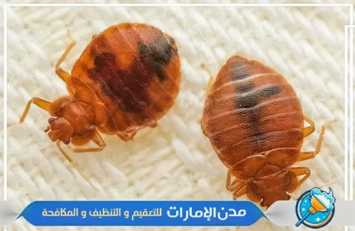 رش حشرة بق الفراش في ام القيوين