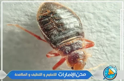 تنظيف الأماكن التي كان يتواجد بها حشرة بق الفراش في الفجيرة تنظيف الأماكن التي كان يتواجد بها حشرة بق الفراش في الفجيرة