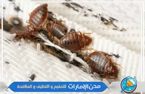 رش مبيدات آمنة لمكافحة بق الفراش في راس الخيمة
