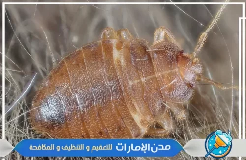 شركة رش البق في عجمان