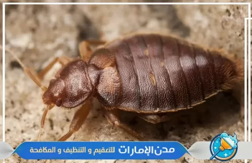 مكافحة بق الفراش من المراتب في راس الخيمة