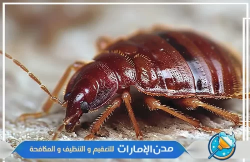 شركة إبادة بق الفراش في عجمان