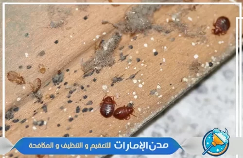 بحث عن الأماكن التي يتواجد بها بق الفراش في الفجيرة بحث عن الأماكن التي يتواجد بها بق الفراش في الفجيرة
