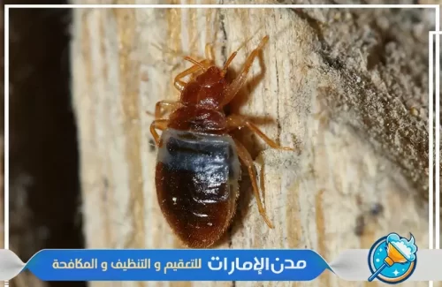 مكافحة بق الفراش من المنازل في راس الخيمة