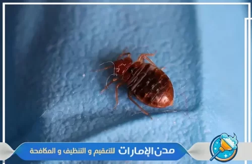 تعقيم المنزل بالكامل من بق الفراش في ام القيوين