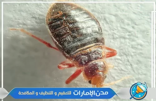 شركة مكافحة بق الفراش من الفلل في راس الخيمة