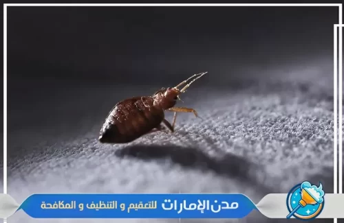 تنتظيف اماكن النوم و الملراتب من بق الفراش في ام القيوين