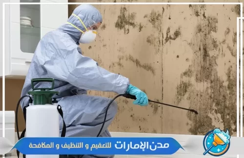 مكافحة حشرات الفراش في عجمان